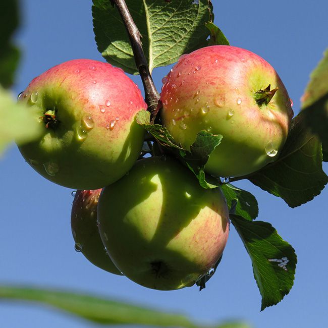 Äpfel am Baum