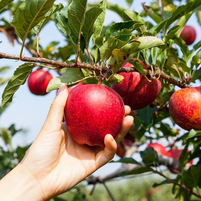 Obstkorb von STREIT